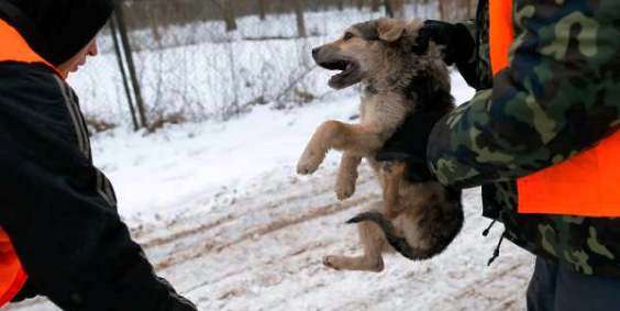 Харцызск, отлов бродячих собак