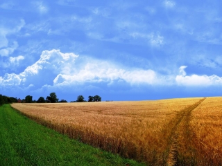 Российское поле с пшеницей